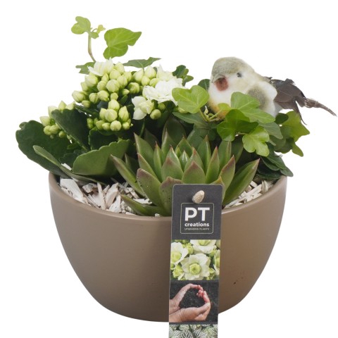 <h4>PTIB6448 Arrangement Indoor in keramiek schaal</h4>