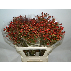 ROSA CLASS FRUITILIA