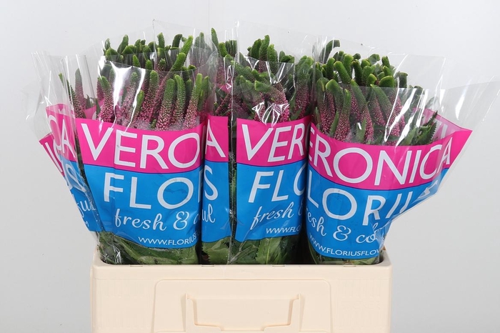 <h4>Veron Smart Iselle</h4>