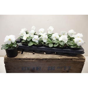 arr8 Vio Wi Del Pur White