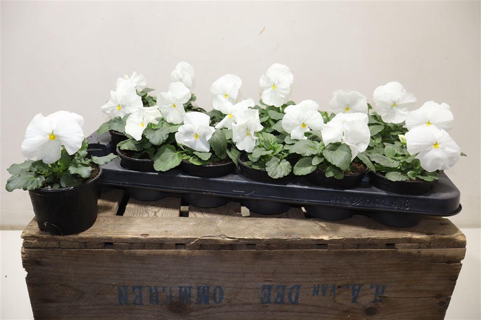 <h4>Vio Wi Del Pur White</h4>