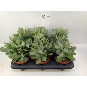 Crassula arborescens 'Petit Wave'