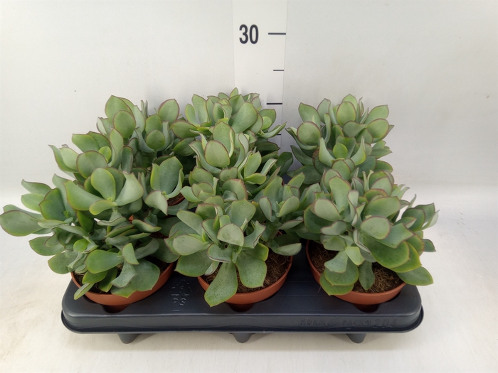 <h4>Crassula arborescens 'Petit Wave'</h4>