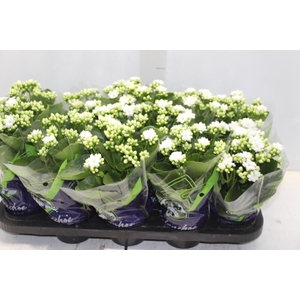 KALANCHOE DOBRADO P11 BRANCO