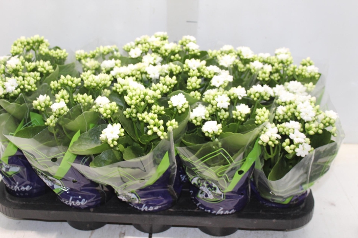 <h4>KALANCHOE DOBRADO P11 BRANCO</h4>