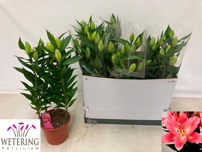 <h4>LIL OR SUNNY CAMINO</h4>