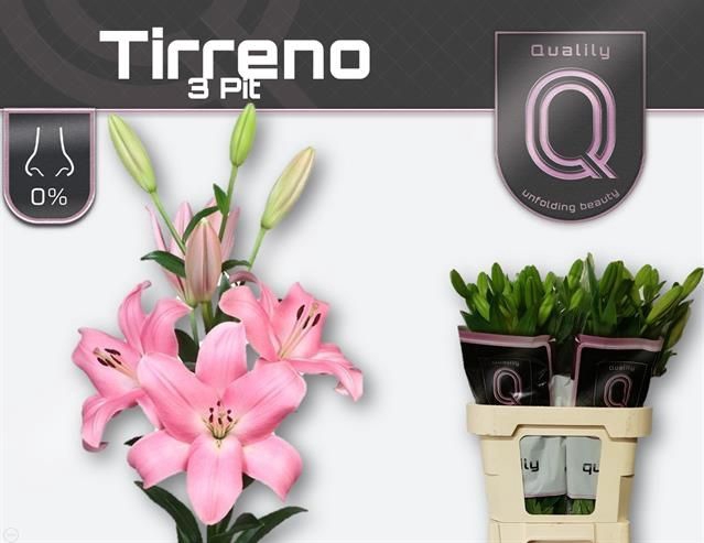 <h4>LI LA TIRRENO</h4>