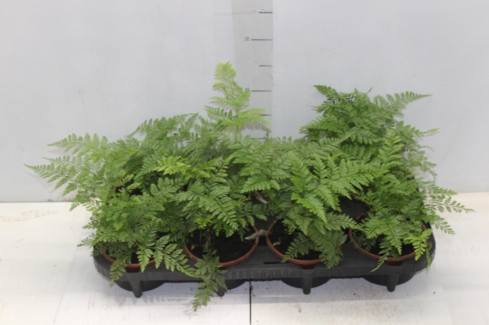 <h4>RENDA FRANCESA C13</h4>