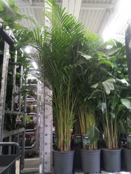 <h4>Dypsis lutescens   ...Chrysalidoca</h4>