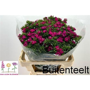 Di Barb Am Neon Cherry