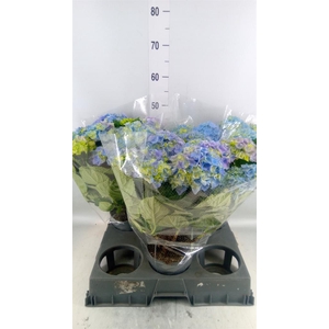 Hydrangea mac. 'Hi River'