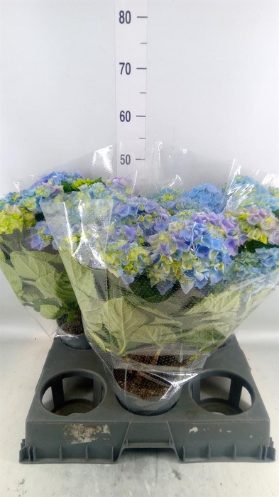 <h4>Hydrangea mac. 'Hi River'</h4>