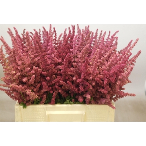 Astilbe Loud And Proud