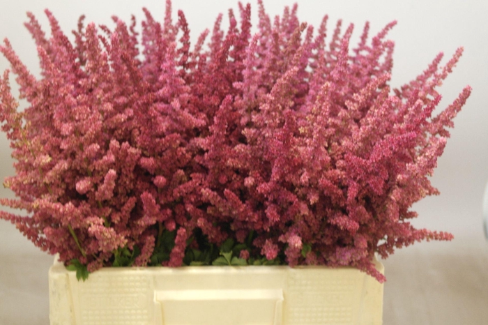 <h4>Astilbe Loud And Proud</h4>