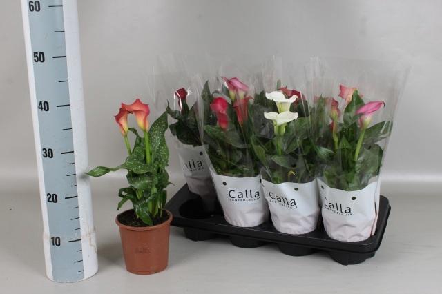 <h4>ZANT GEM 4 KL</h4>