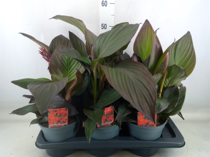 <h4>Canna  'Island'   ...mix</h4>