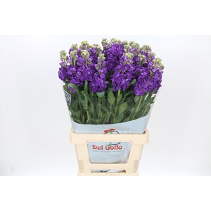 Matthiola Iron Purple