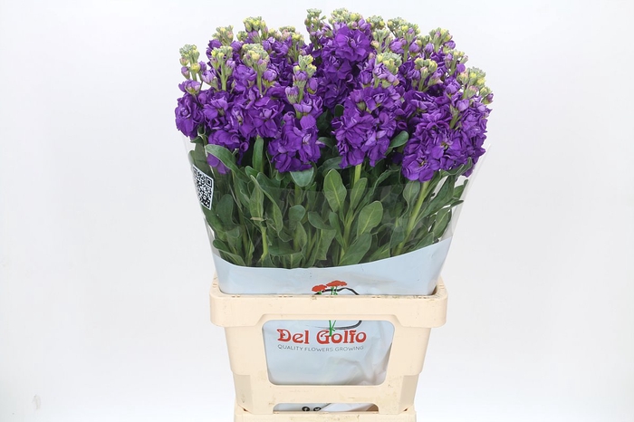 <h4>Matthiola Iron Purple</h4>