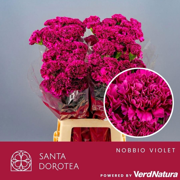<h4>DI ST Nobbio Violet SEL</h4>