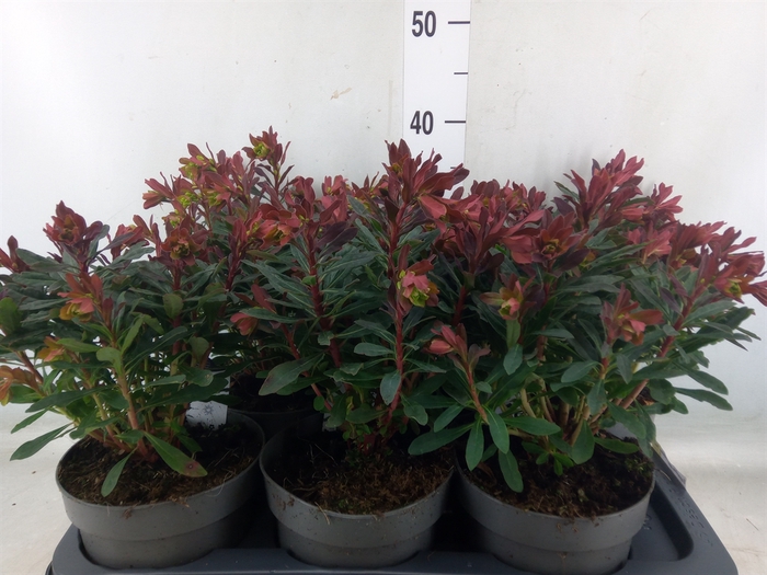 <h4>Euphorbia amygdaloides 'Purpurea'</h4>