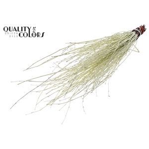 Birch 70cm 10stems per bunch Creme