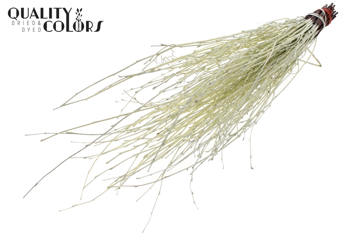 Birch 70cm 10stems per bunch Creme