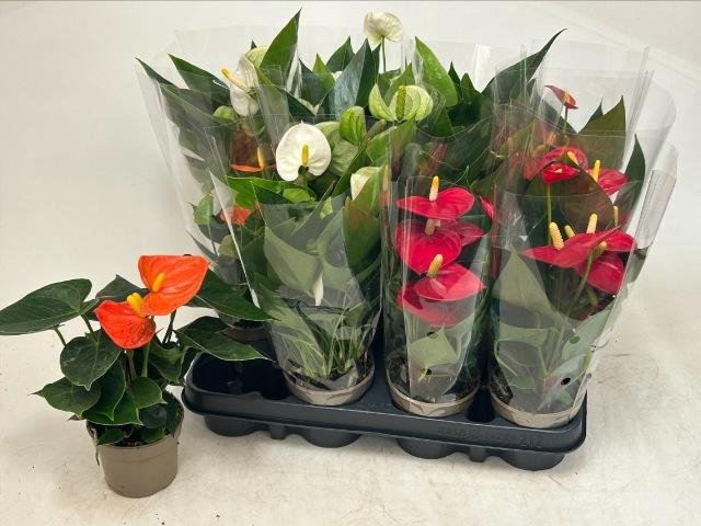 <h4>ANTHU AN GEM 3 KL</h4>