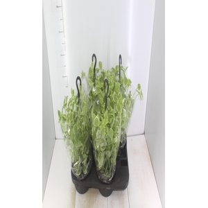 PEPEROMIA SCANDENS C21