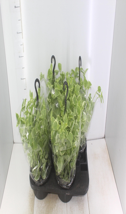 <h4>PEPEROMIA SCANDENS C21</h4>