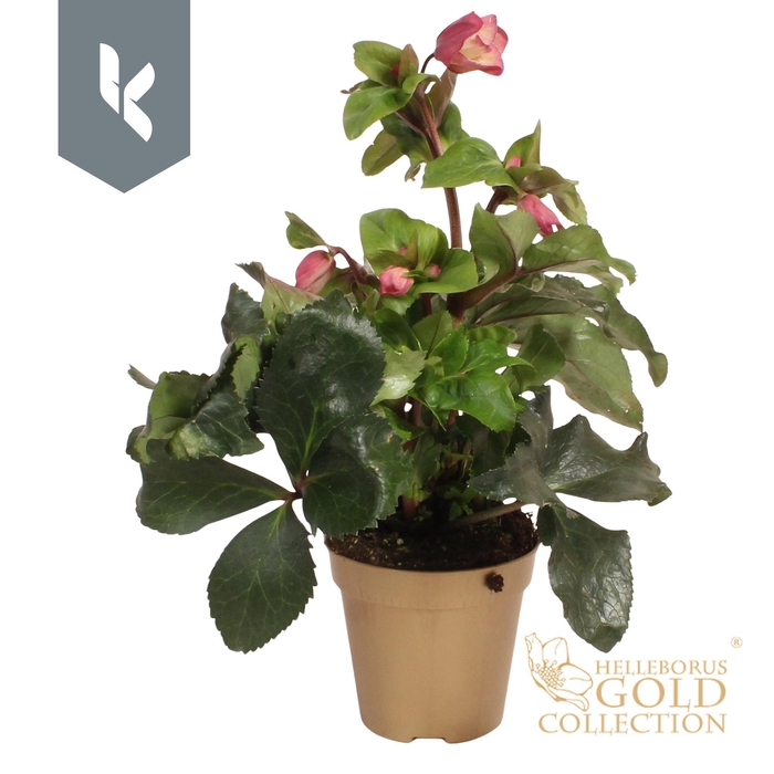 <h4>HGC Helleborus Ice N Roses Early Rose in gouden pot</h4>