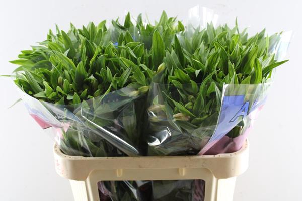 <h4>Alstr Pink Floyd</h4>