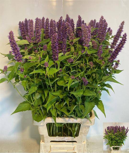 <h4>Agastache purple</h4>