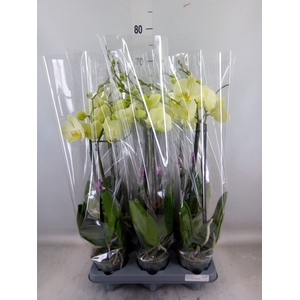 Phalaenopsis   ...