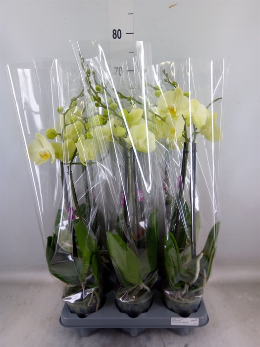 <h4>Phalaenopsis   ...</h4>