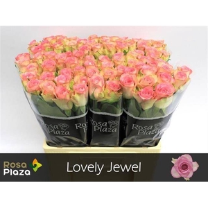 R Gr Lovely Jewel