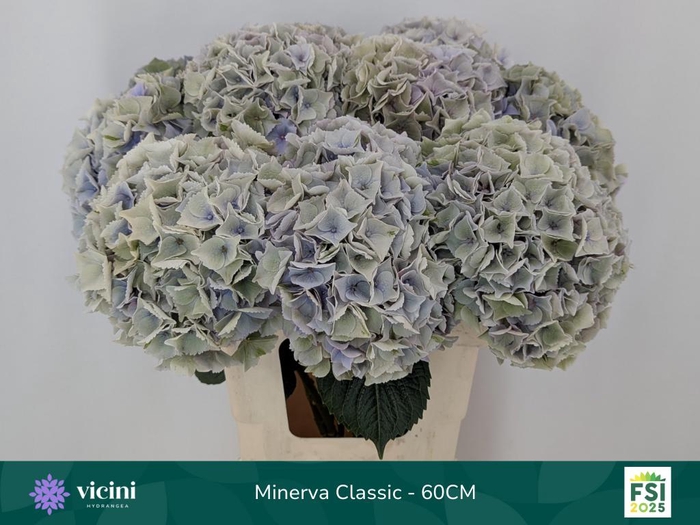<h4>HYDR M MY MINERVA CL</h4>
