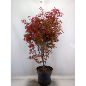 Acer palmatum 'Skeeters Broom'
