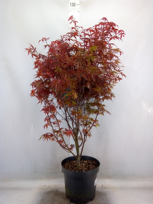 <h4>Acer palmatum 'Skeeters Broom'</h4>