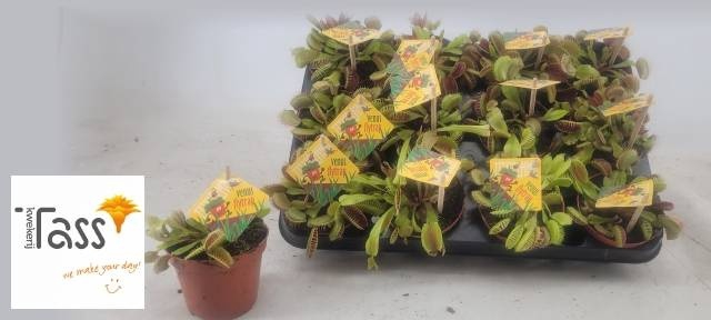 <h4>DIONAEA MUSCIPULA</h4>