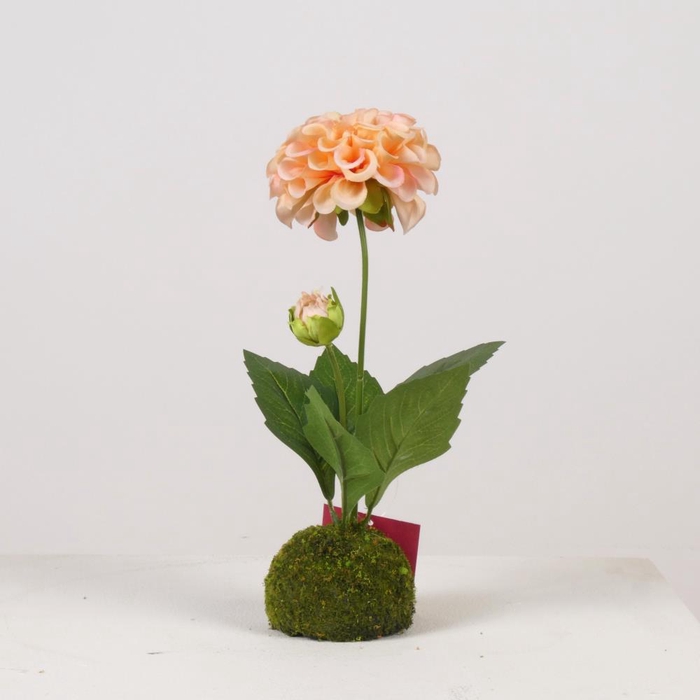 <h4>AF Dahlia x2/Moss Ball H27cm S</h4>