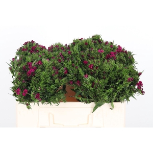 Di Barb Am Neon Cher