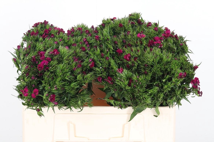 <h4>Di Barb Am Neon Cher</h4>