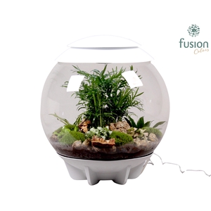 Terrarium XXL Exclusive wit met arrangement