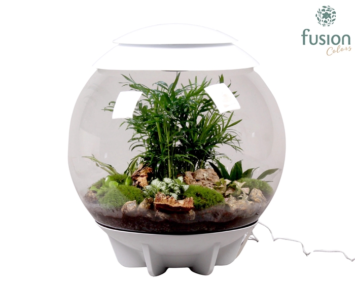 <h4>Terrarium XXL Exclusive wit met arrangement</h4>