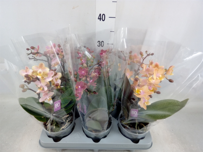 <h4>Phalaenopsis multi.   ...mix</h4>