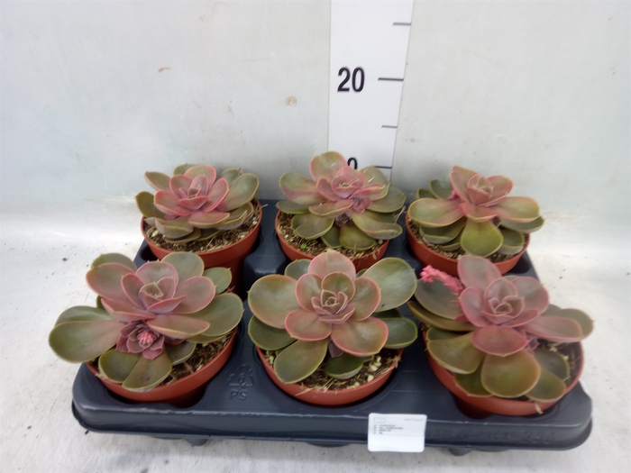 <h4>Echeveria  'Perle von Nurnberg'</h4>