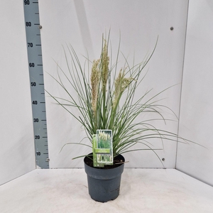 Cortaderia selloana Tiny Pampa