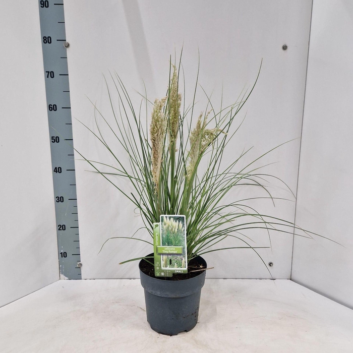 <h4>Cortaderia selloana Tiny Pampa</h4>