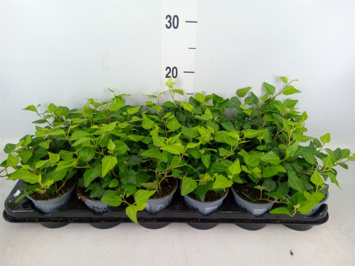 <h4>Hedera helix 'Wonder'</h4>