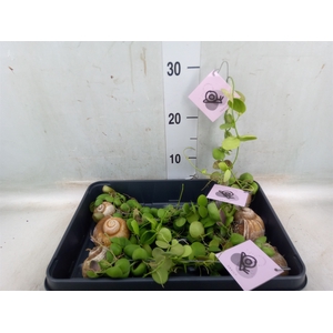 Arr.  Dischidia